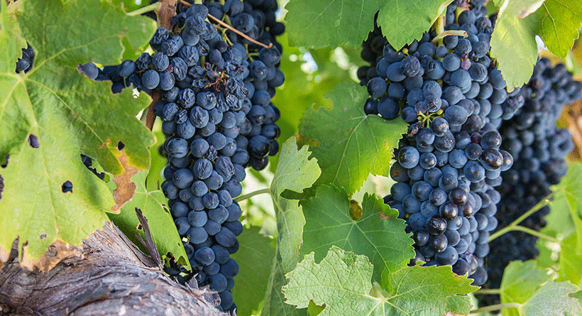 Tar & Roses Grapes